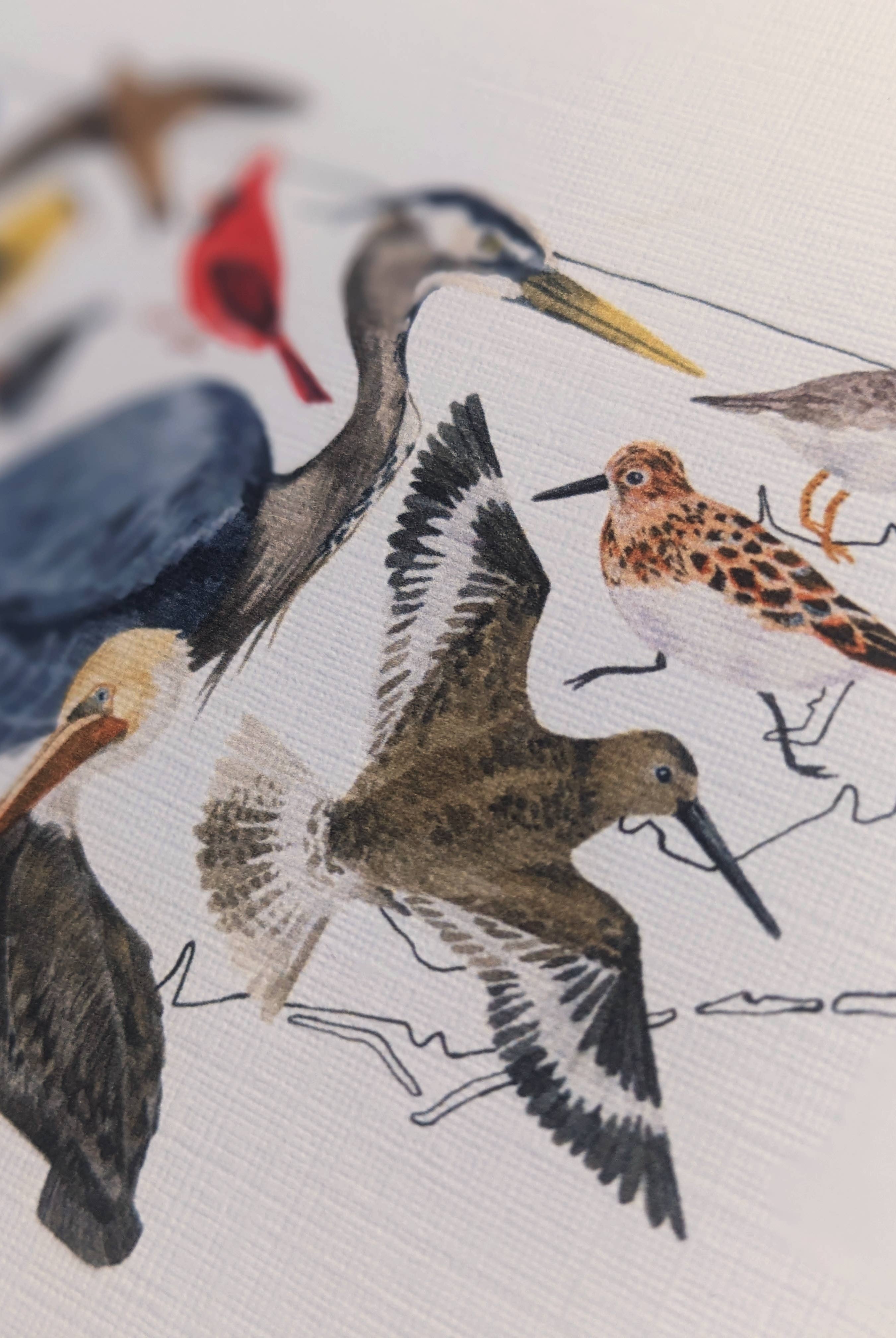 North Carolina Birds Notecard Set - Gather Goods Co.