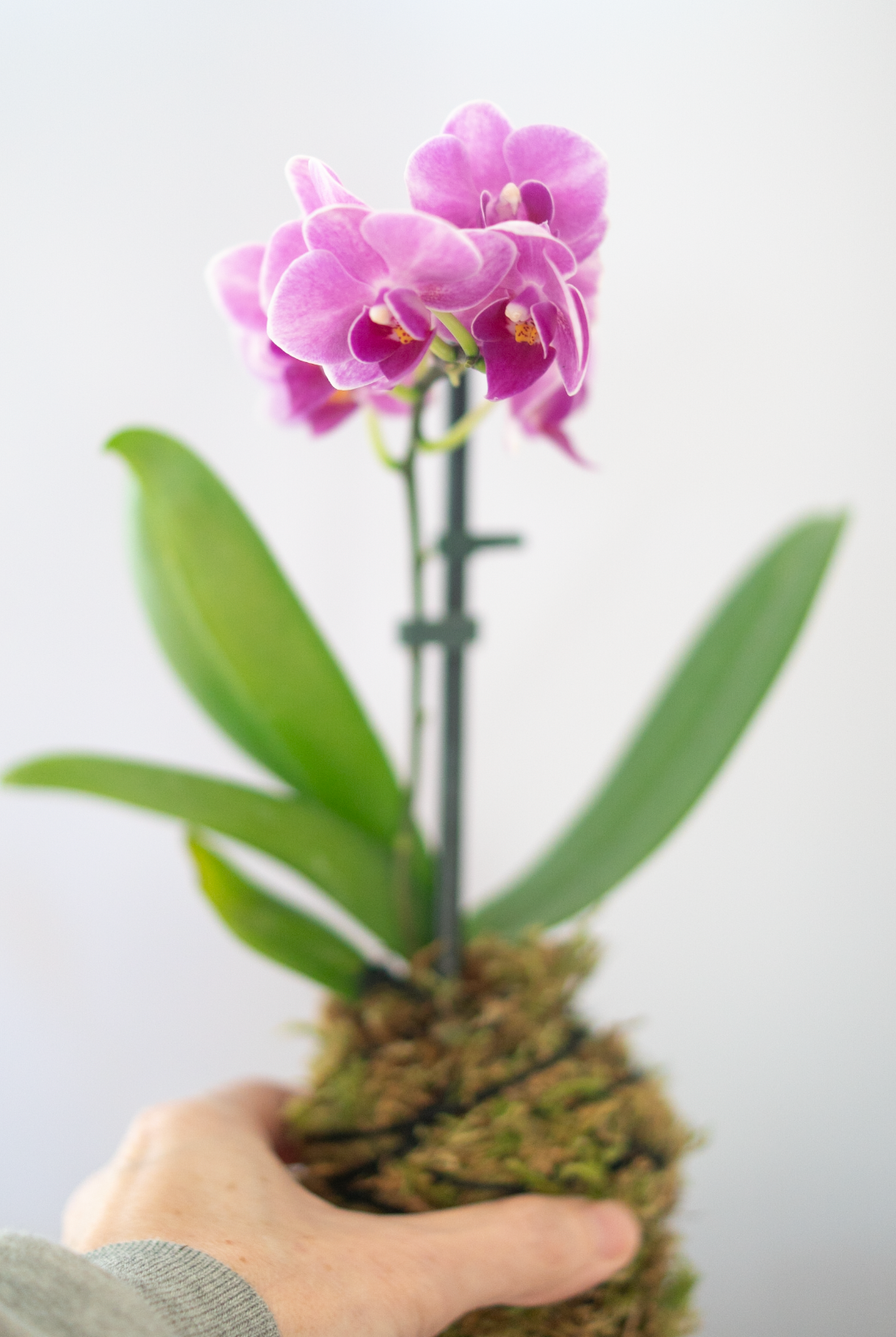 Flower Arranging Class, Orchid Kokedama - Gather Goods Co.