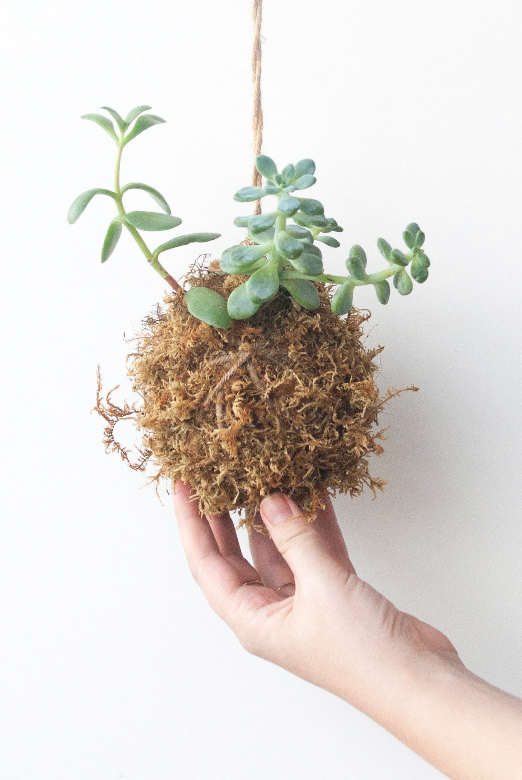 Flower Arranging Class, Orchid Kokedama - Gather Goods Co.