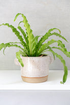 Speckled White Ceramic Planter Pot - Gather Goods Co - Raleigh, NC
