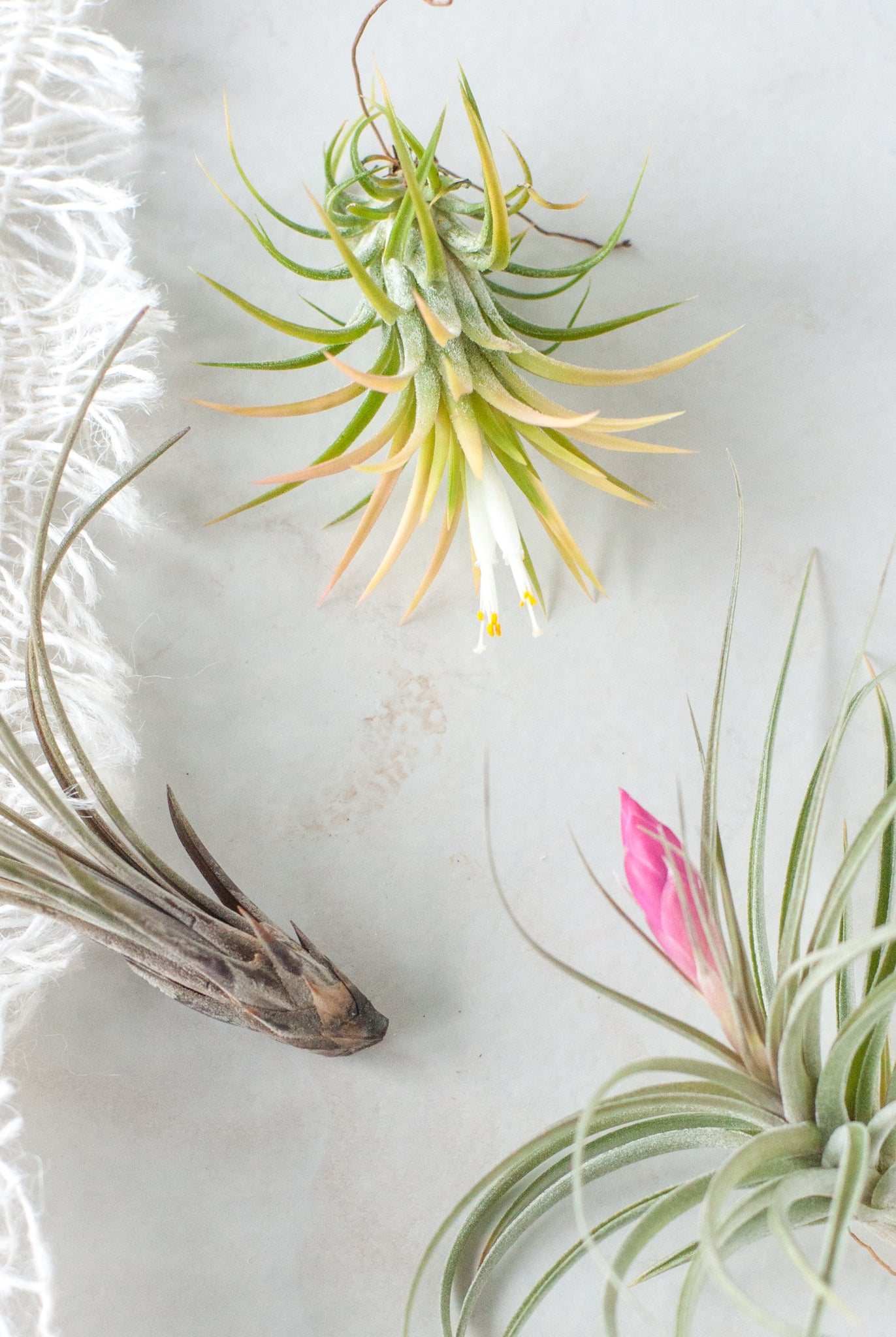 Set of 3 Assorted Tillandsia Air Plants - Gather Goods Co - Raleigh, NC