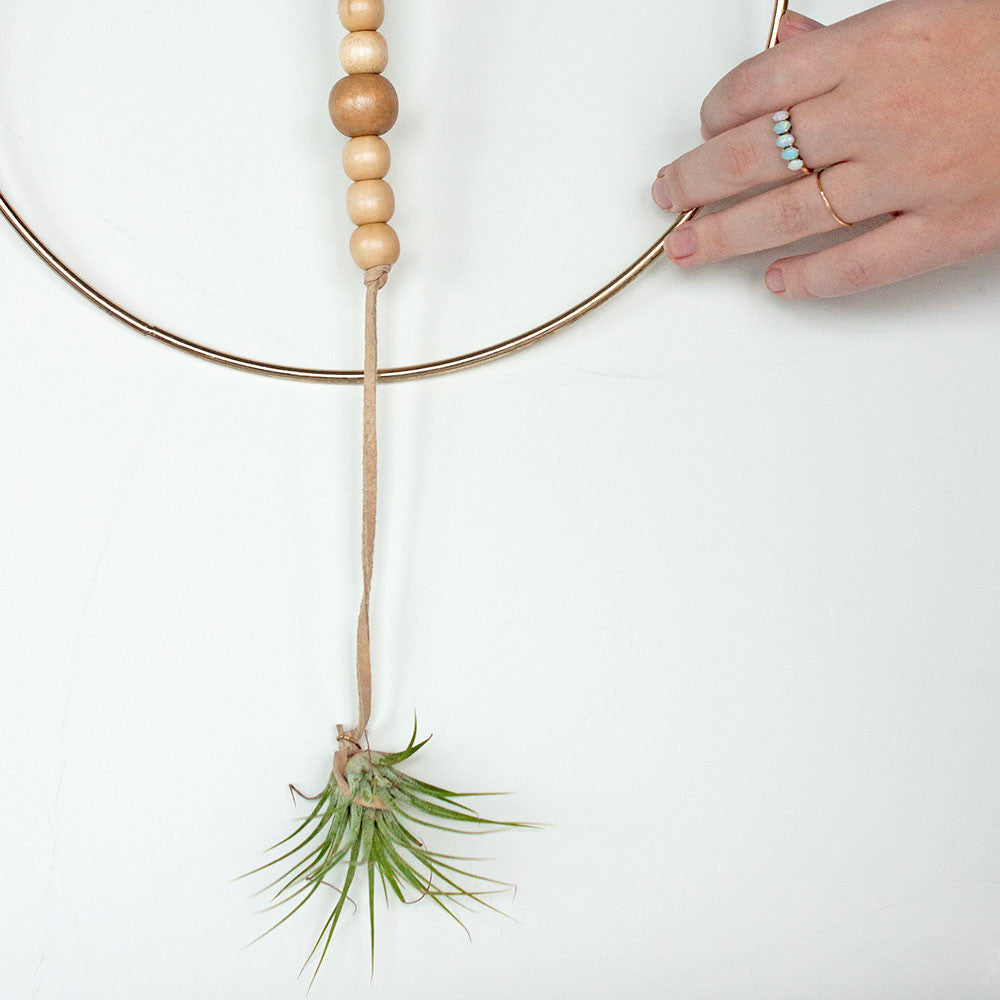 Hanging Planter with Air Plant in Gold and Leather - Gather Goods Co - Raleigh, NC