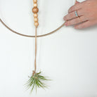 Hanging Planter with Air Plant in Gold and Leather - Gather Goods Co - Raleigh, NC