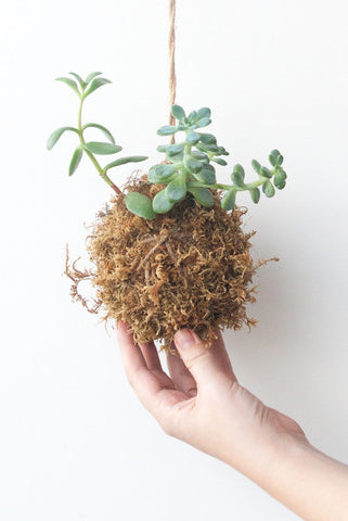 Japanese Hanging Succulent, Kokedama - Gather Goods Co - Raleigh, NC