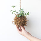 Japanese Hanging Succulent, Kokedama - Gather Goods Co - Raleigh, NC