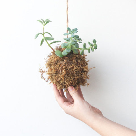 Japanese Hanging Succulent, Kokedama - Gather Goods Co - Raleigh, NC