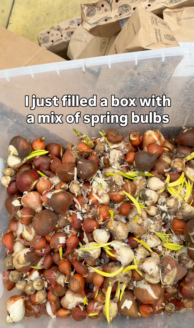 Chaos Bulb Planting