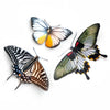 Paper Butterflies - Basara 3 Piece Set