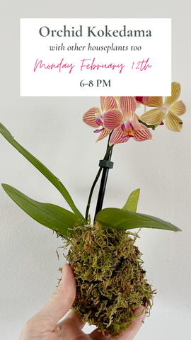 Create An Orchid Kokedama Houseplant Class