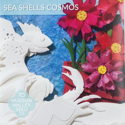 Seashell Cosmos Seed Pack