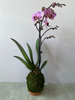 Orchid Kokedama, Medium