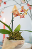 Flower Arranging Class, Orchid Kokedama