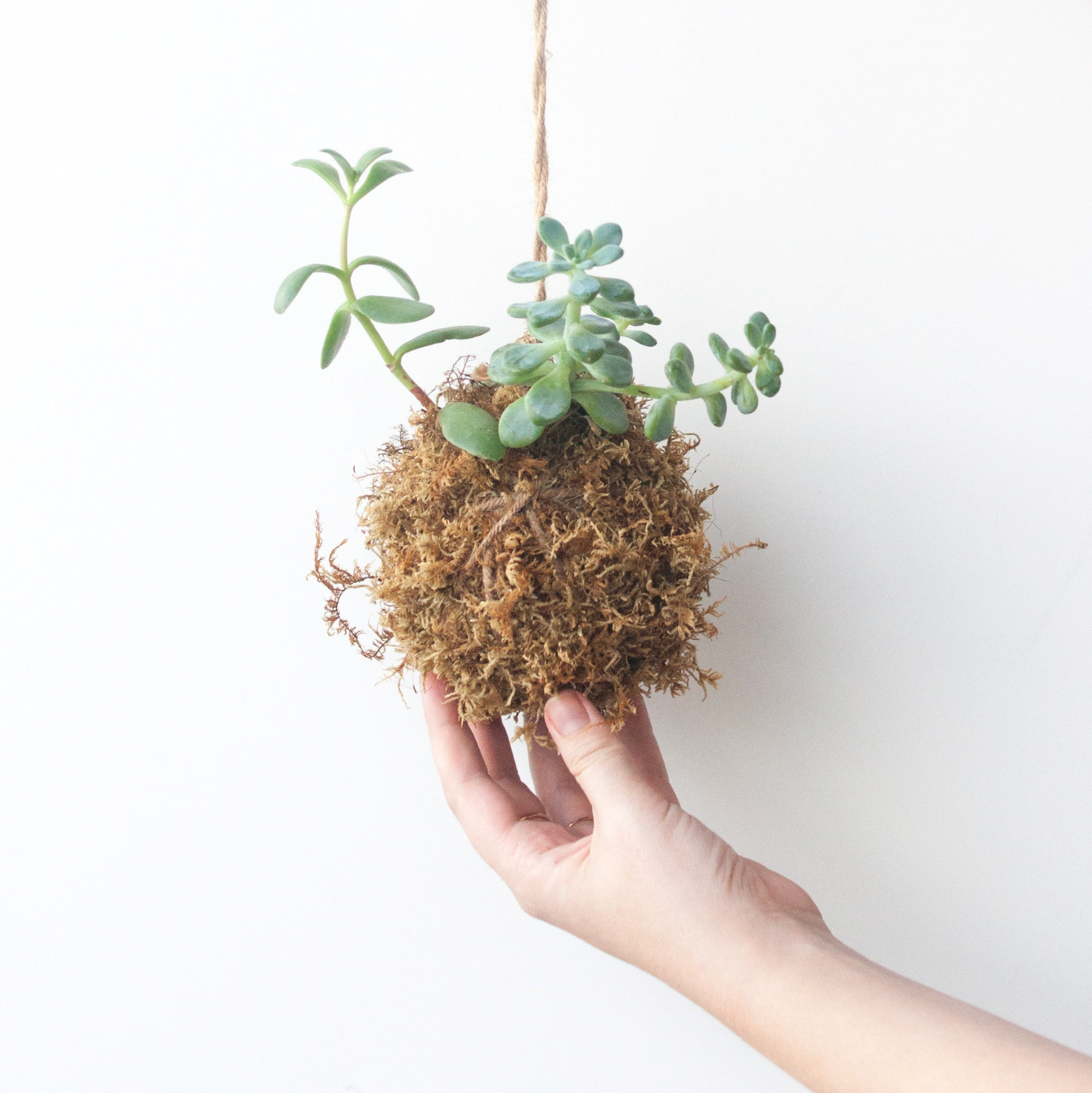 hanging kokedama plants Hanging Houseplant Kokedama Class