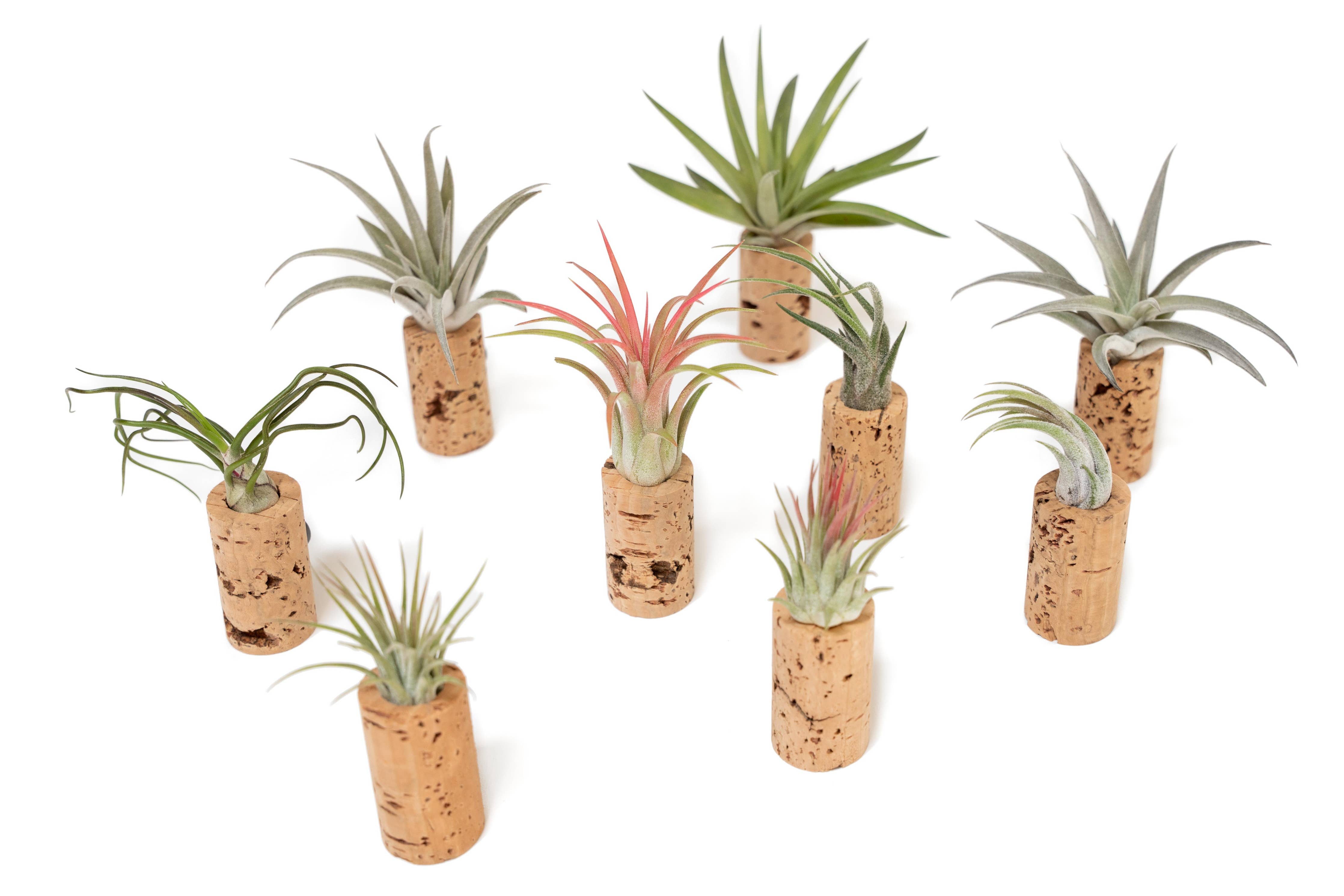 air plant cork magnets Wine Cork Magnets with Tillandsia Ionantha Air Plants
