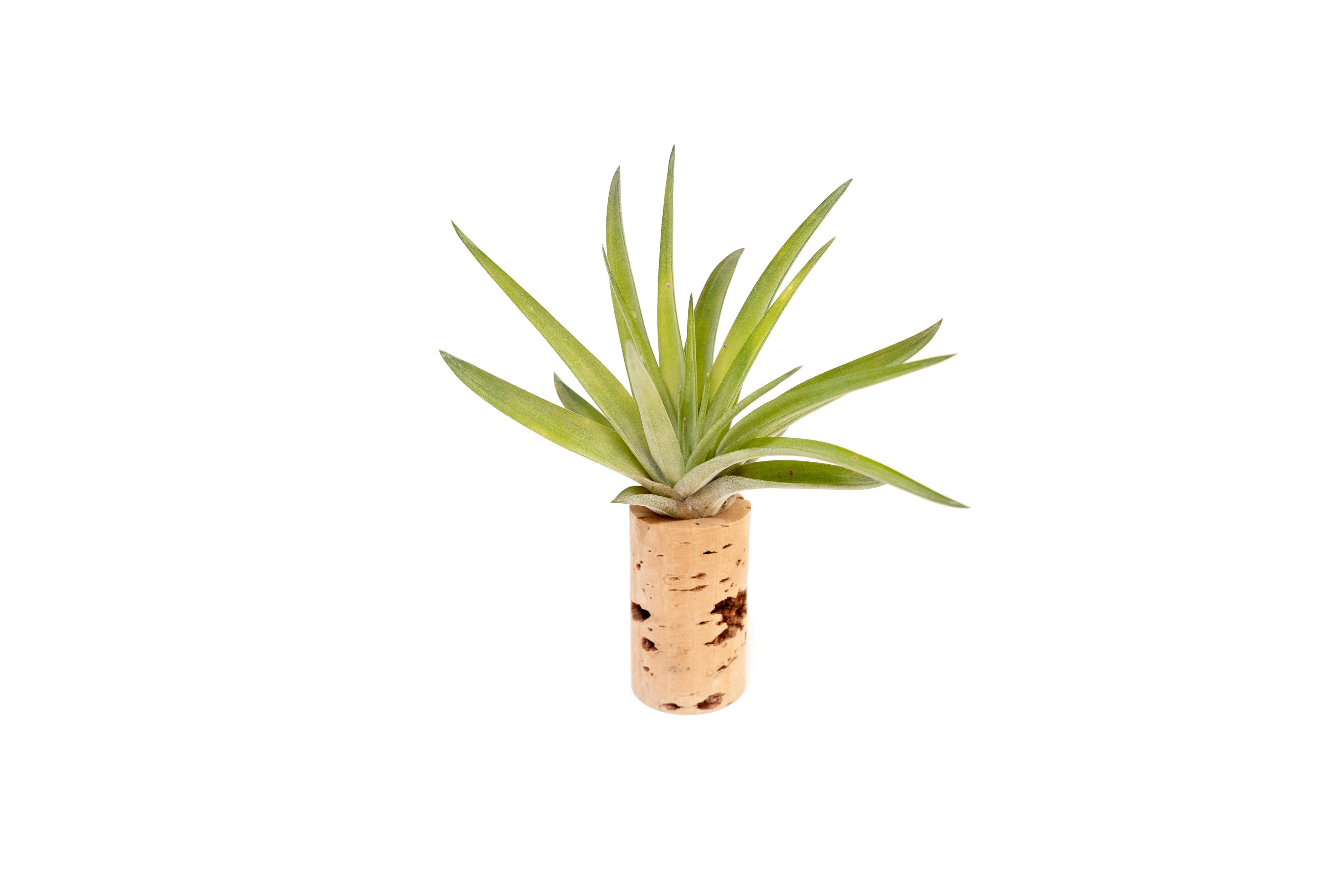 air plant cork magnets Wine Cork Magnets with Tillandsia Ionantha Air Plants