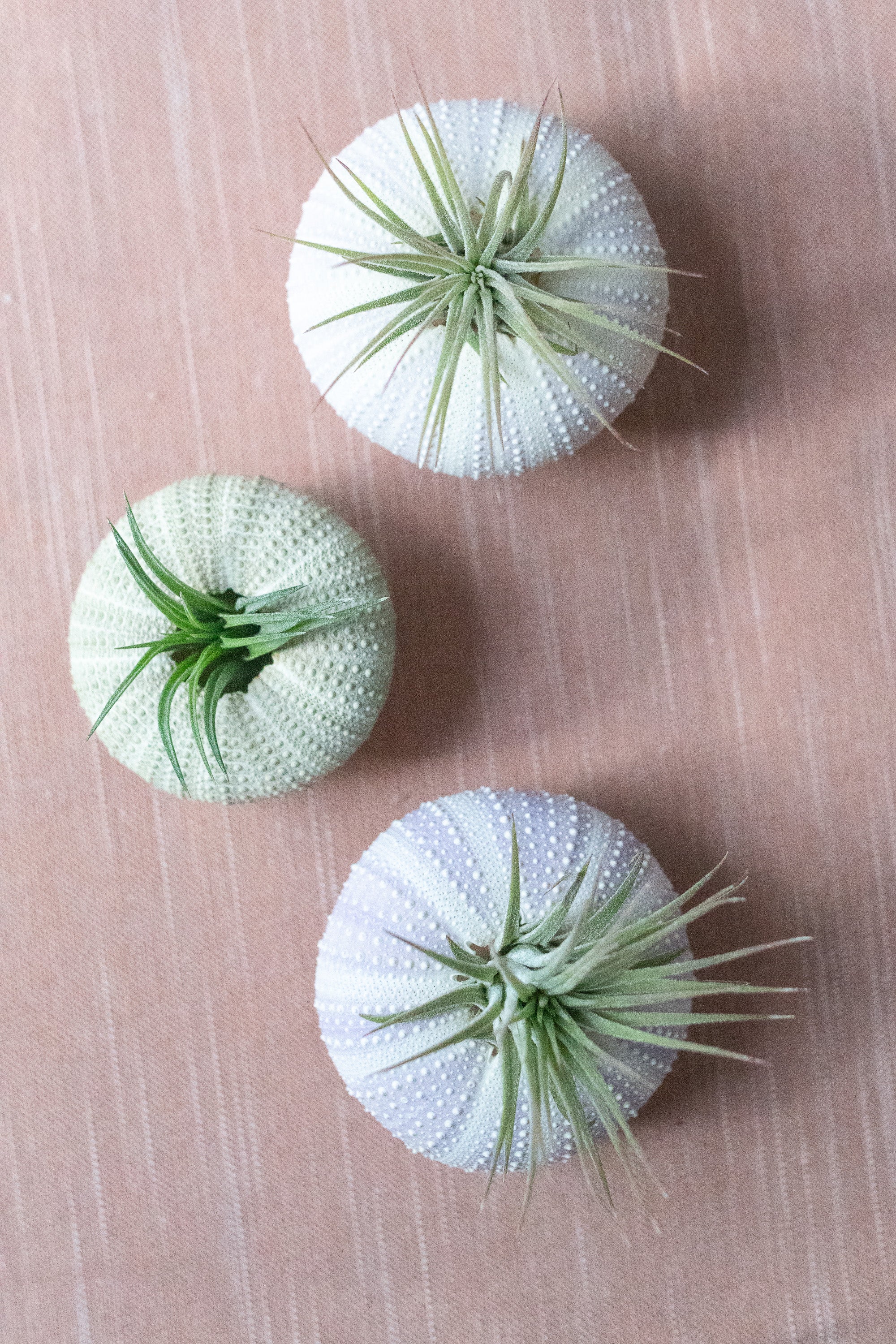 air plant in seashell Seashell with Ionantha Air Plant, Coastal-Inspired Home Décor