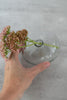 Organic Glass Vase