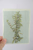 Lemon Balm Blank Botanical Note Card