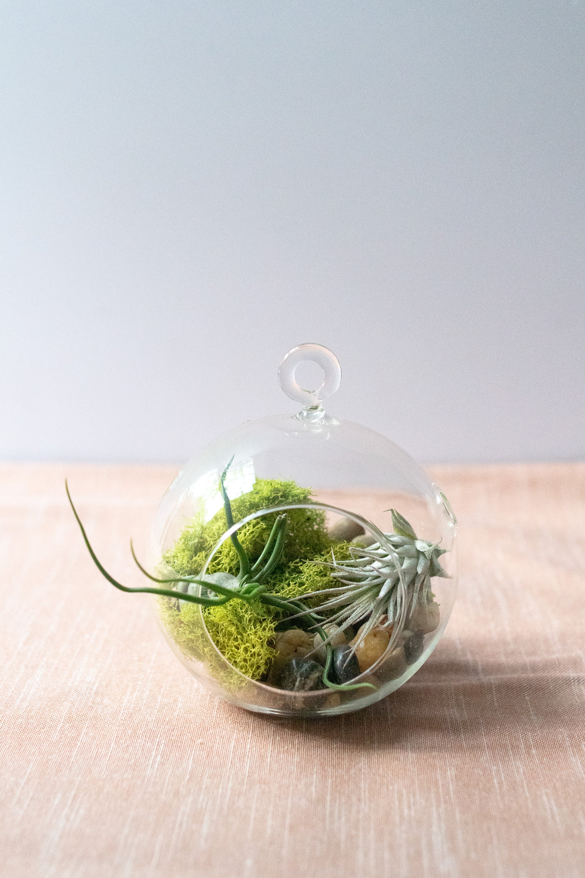 hanging plant terrarium Hanging Air Plant Terrarium in Glass Globe
