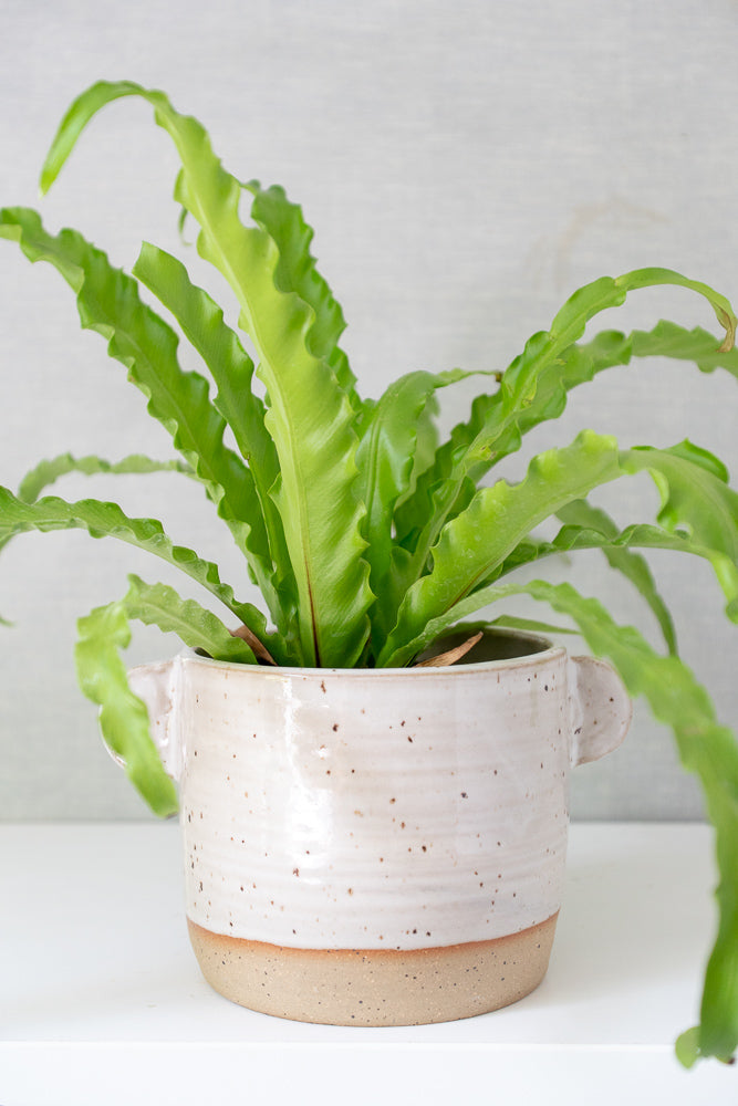 speckled planter pot Speckled White Ceramic Planter Pot