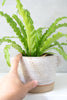 Speckled White Ceramic Planter Pot - Gather Goods Co - Raleigh, NC