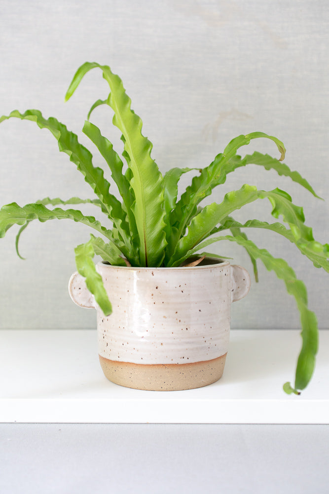 Speckled White Ceramic Planter Pot - Gather Goods Co - Raleigh, NC