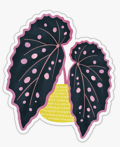 Pink Spotted Begonia Sticker