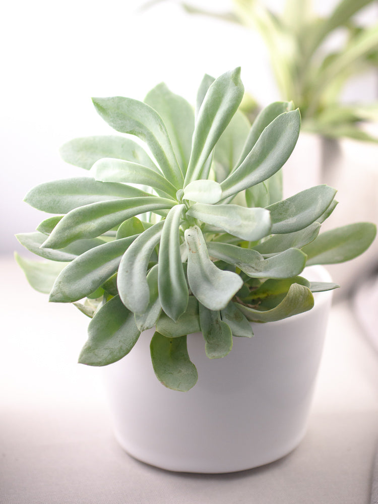 White Ceramic Planter - Gather Goods Co - Raleigh, NC