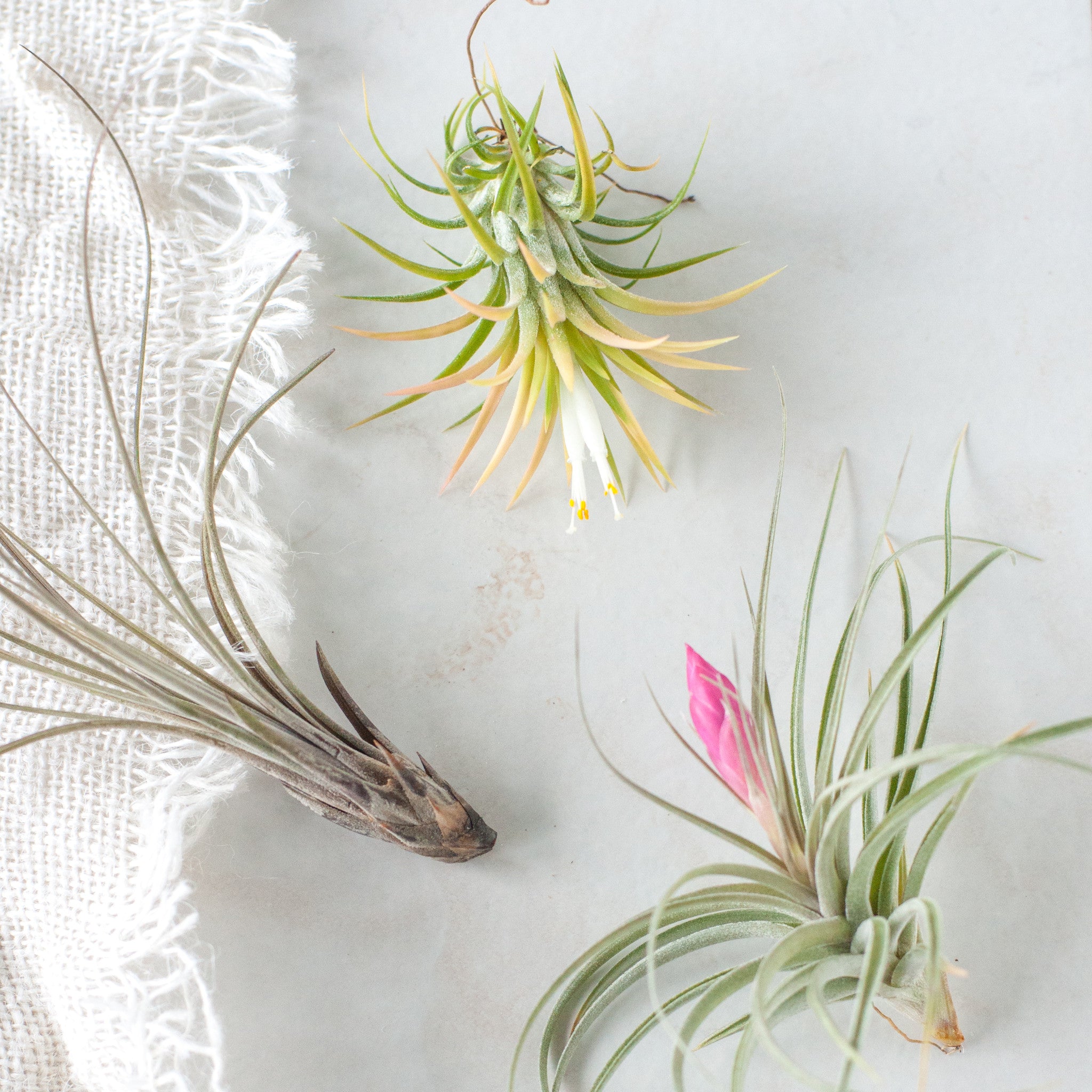 Set of 3 Assorted Tillandsia Air Plants - Gather Goods Co - Raleigh, NC