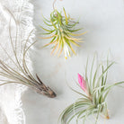 Set of 3 Assorted Tillandsia Air Plants - Gather Goods Co - Raleigh, NC