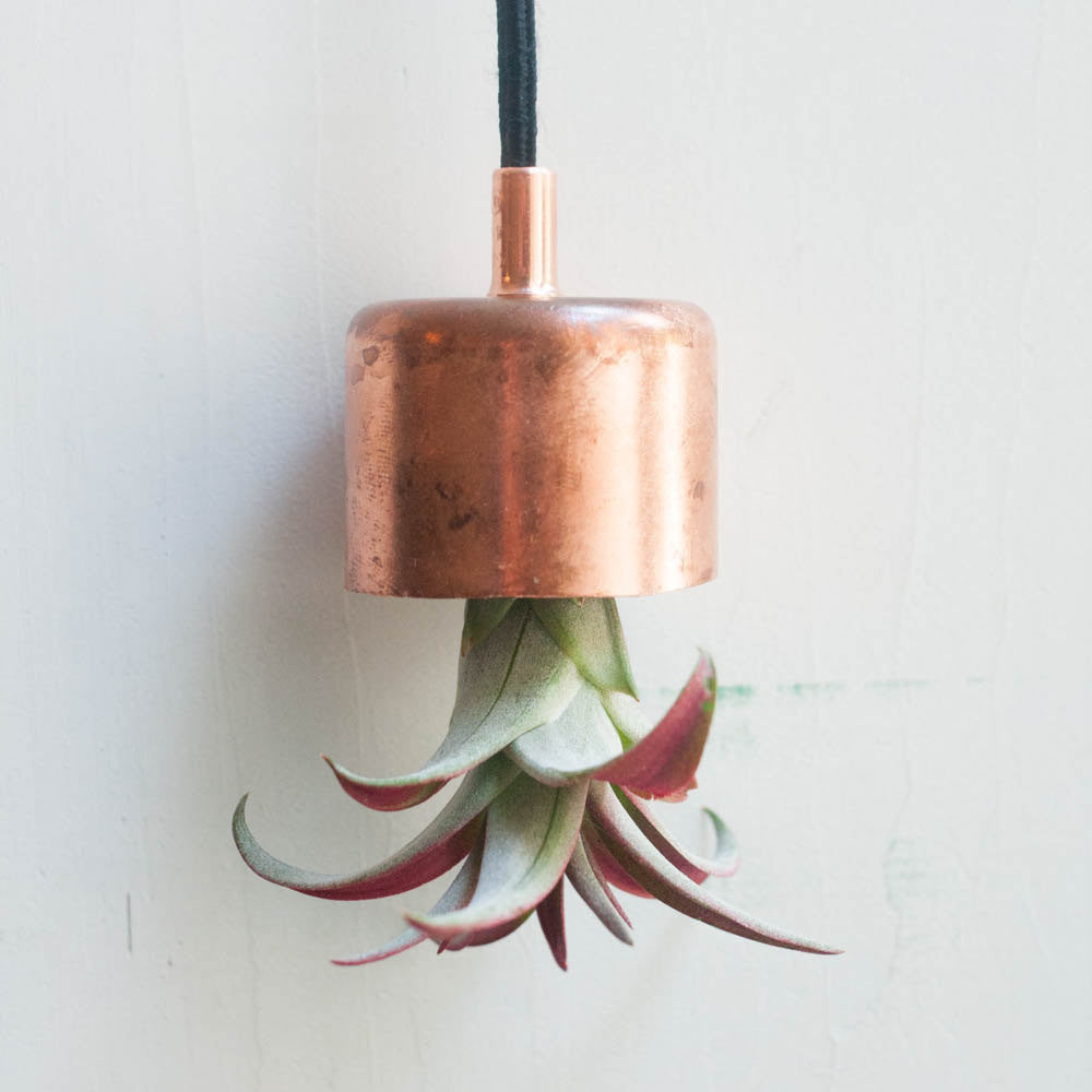 air plant hanging planter Hanging Planter Copper Chime with Airplant Brown Leather