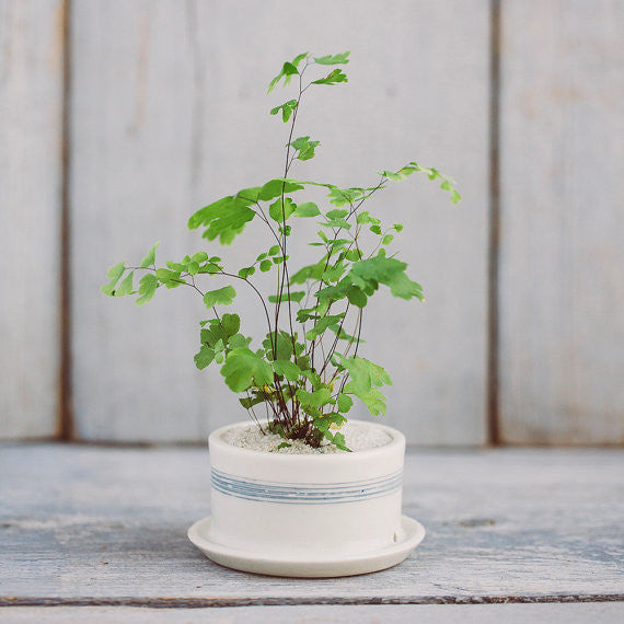 Striped Porcelain Planter - Gather Goods Co - Raleigh, NC
