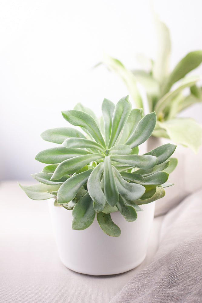 White Ceramic Planter - Gather Goods Co - Raleigh, NC